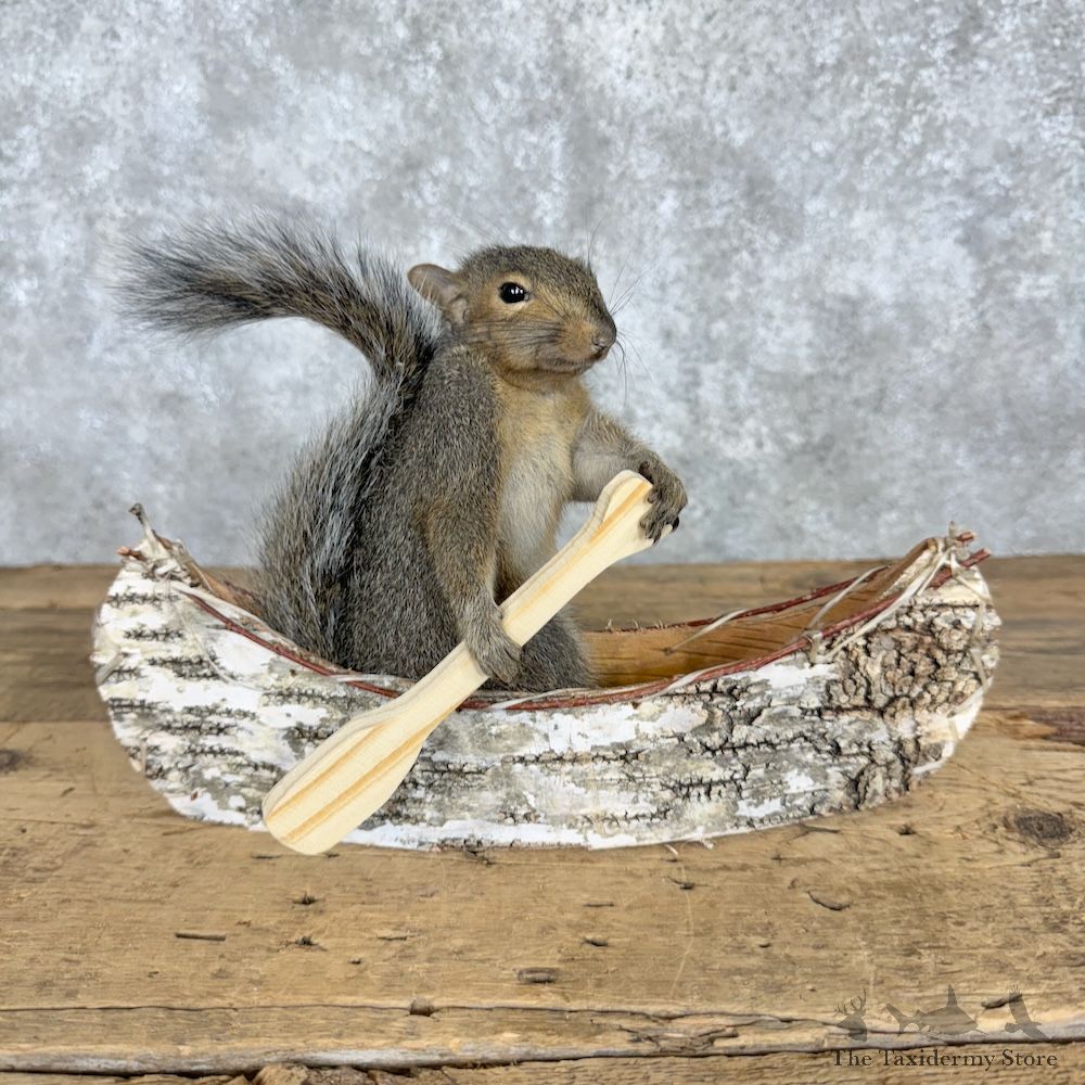Canoe Squirrel Novelty Mount For Sale #29498 @ The Taxidermy Store