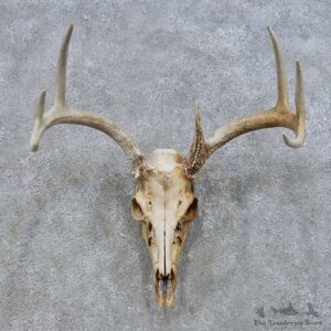 Whitetail Deer Skull European Mount For Sale #14673 @ The Taxidermy Store