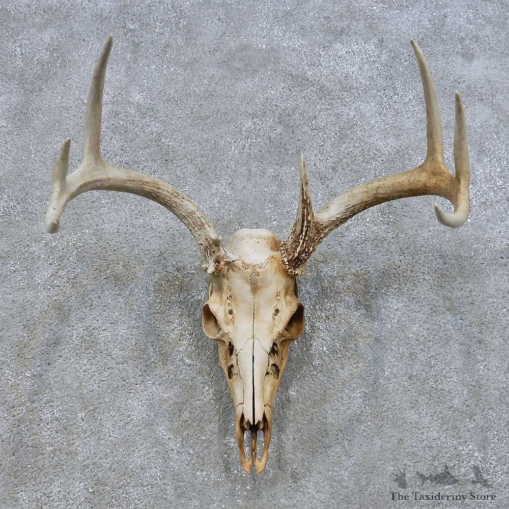 Whitetail Deer Skull European Mount For Sale #14673 @ The Taxidermy Store
