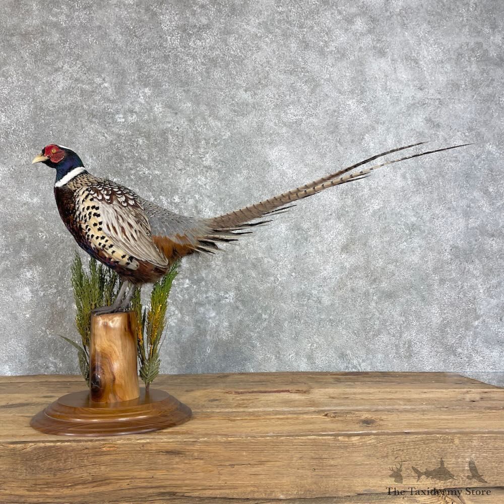 Ringneck Pheasant Bird Mount For Sale #27967 @ The Taxidermy Store