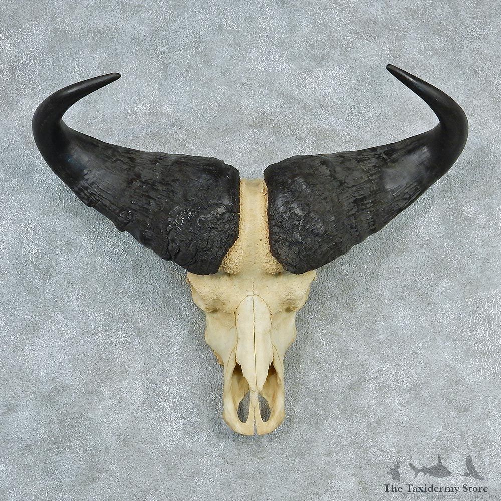African Cape Buffalo Skull & Horn European Mount #12728 For Sale @ The Taxidermy Store