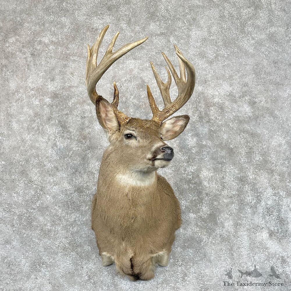 Whitetail Deer Shoulder Mount For Sale #28686 - The Taxidermy Store
