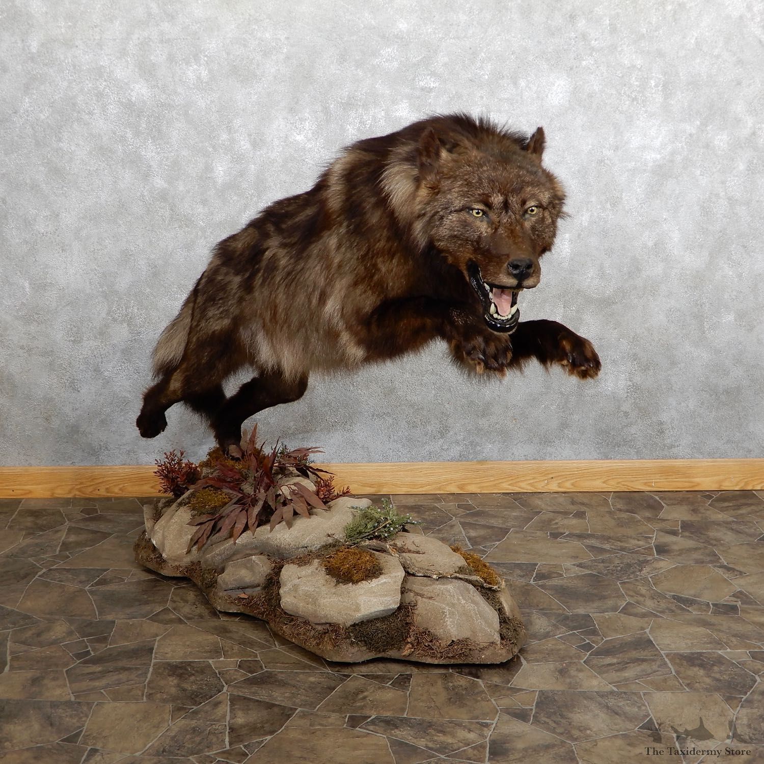 Black Colored Alaskan Grey Wolf Mount For Sale #19559 @ The Taxidermy Store