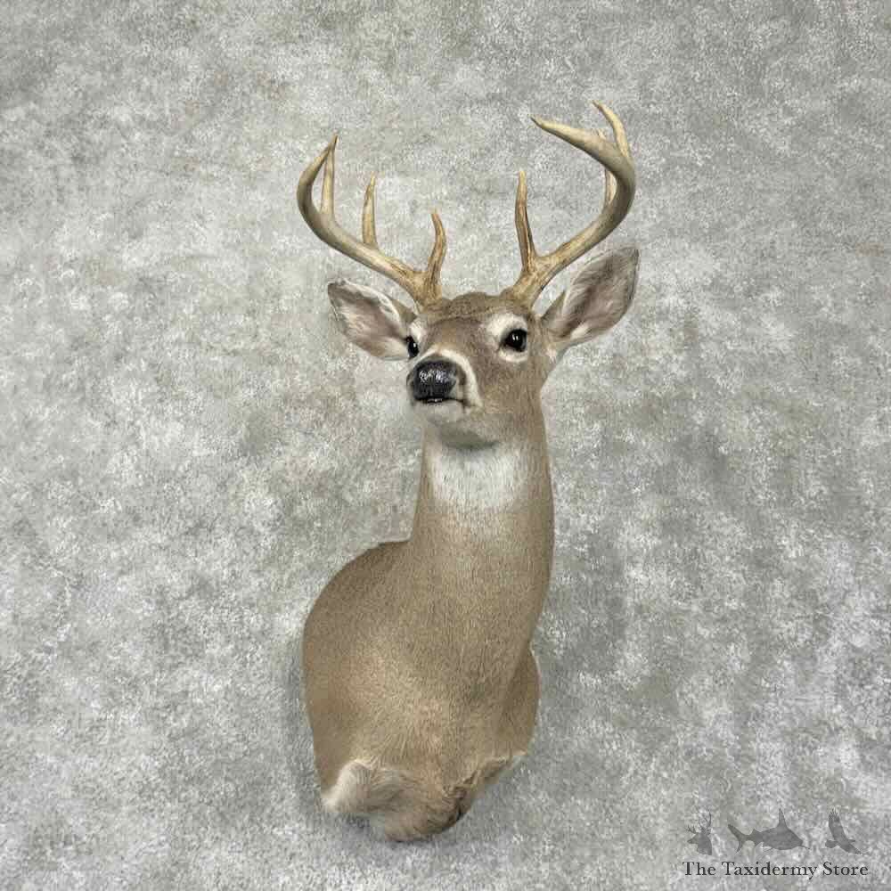Texas Whitetail Deer Shoulder Mount For Sale #31801 @ The Taxidermy Store