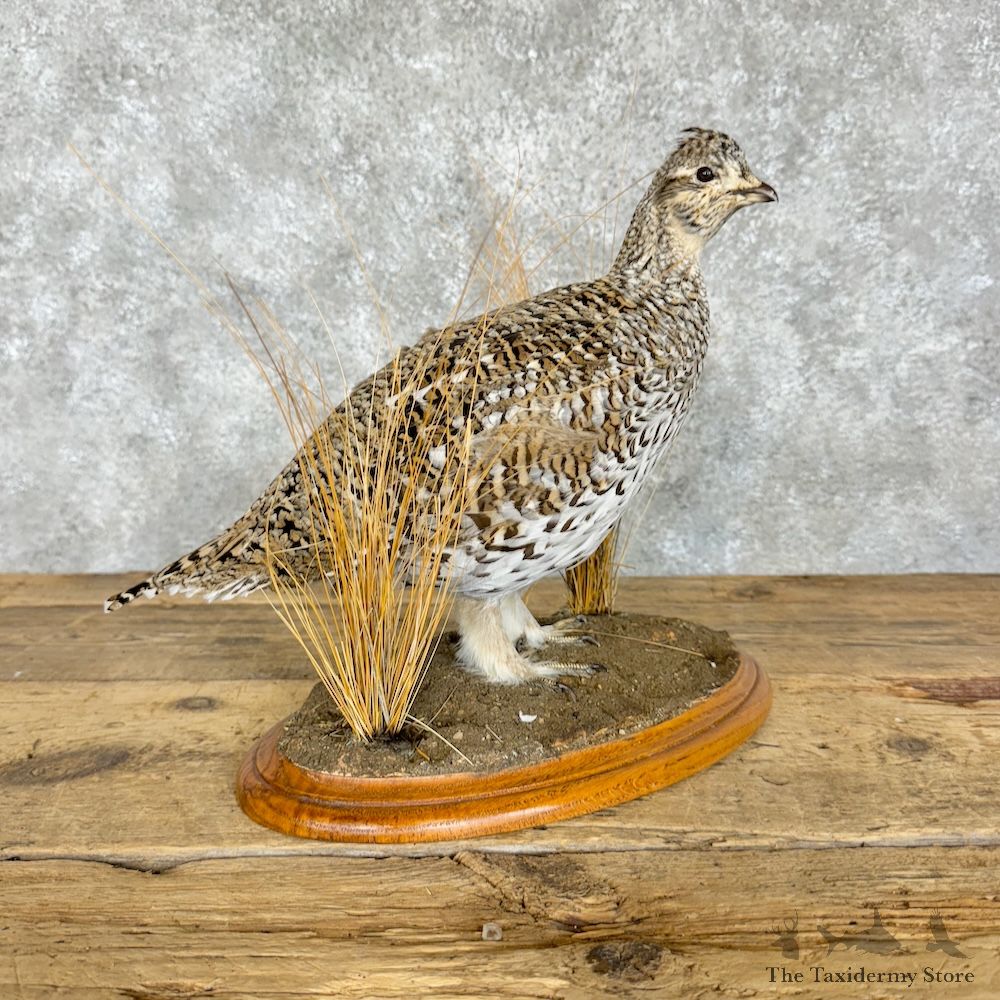 Sharp-tailed Grouse Bird Mount For Sale #29838 @ The Taxidermy Store