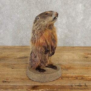 Groundhog Life-Size Mount For Sale #20256 @ The Taxidermy Store