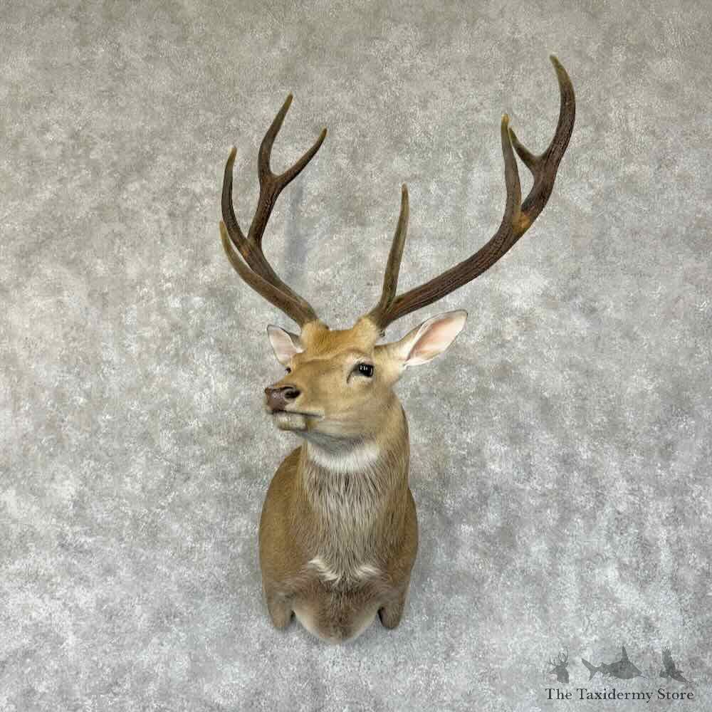 Manchurian Sika Deer Shoulder Mount For Sale #31347 @ The Taxidermy Store