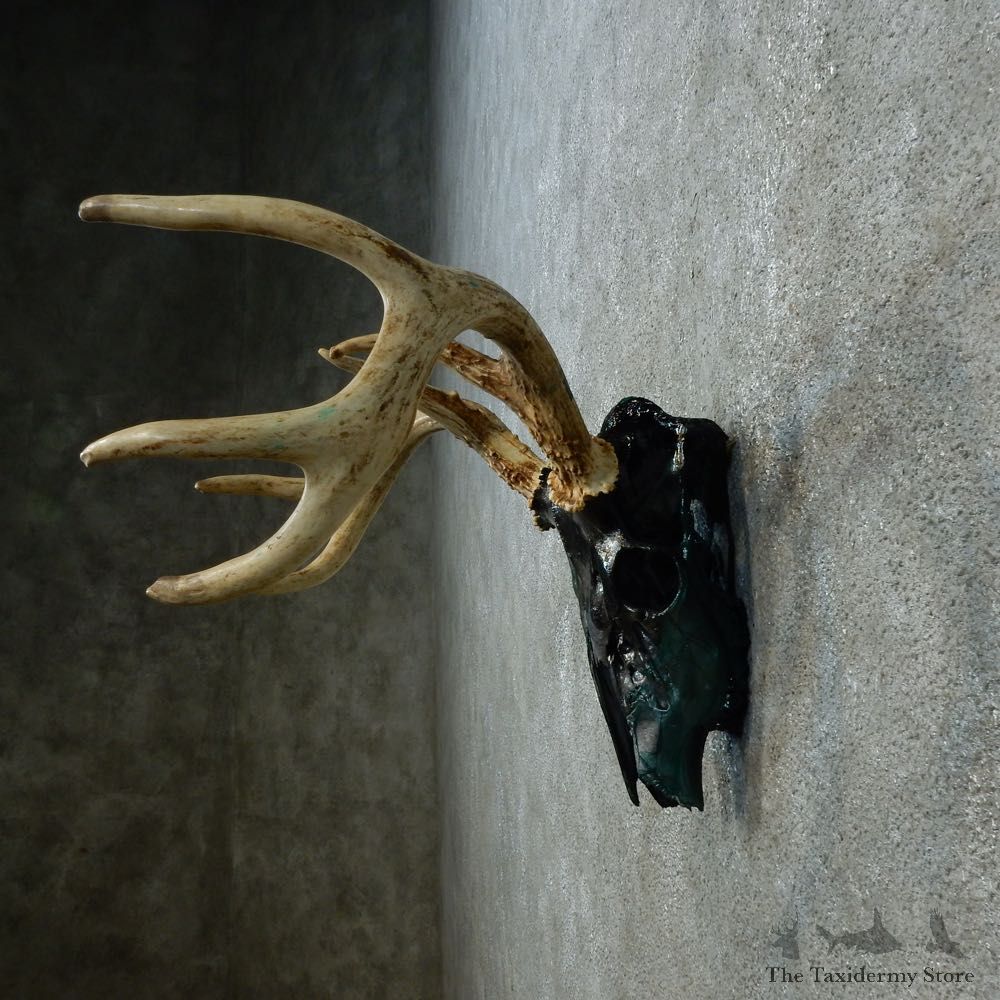 Whitetail Deer Skull Antler European Mount For Sale #15382 @ The Taxidermy Store