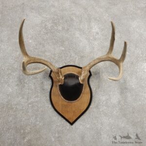 Whitetail Deer Antler Plaque Mount For Sale #20989 @ The Taxidermy Store