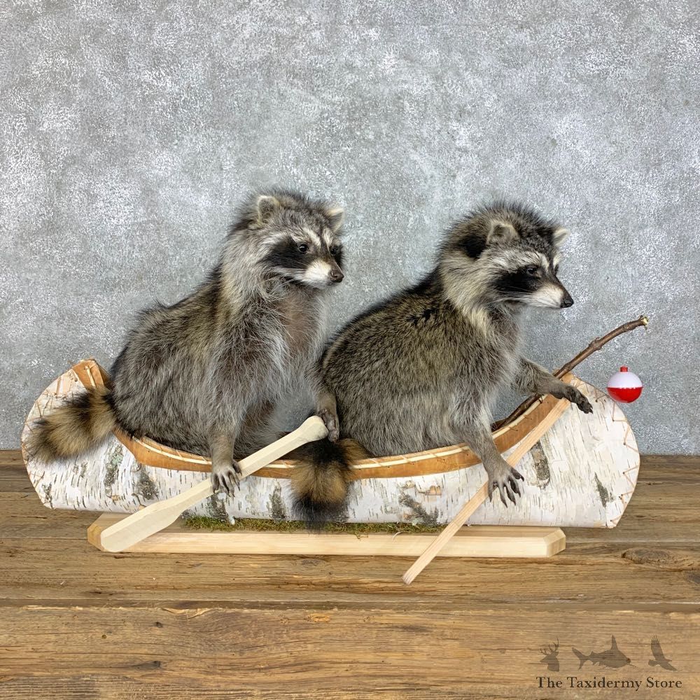 Canoeing Pals Novelty Mount For Sale #23414 @ The Taxidermy Store