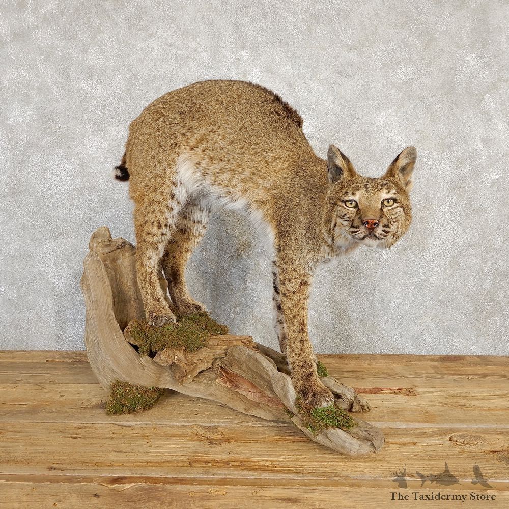 Bobcat Life-Size Mount For Sale #20224 @ The Taxidermy Store