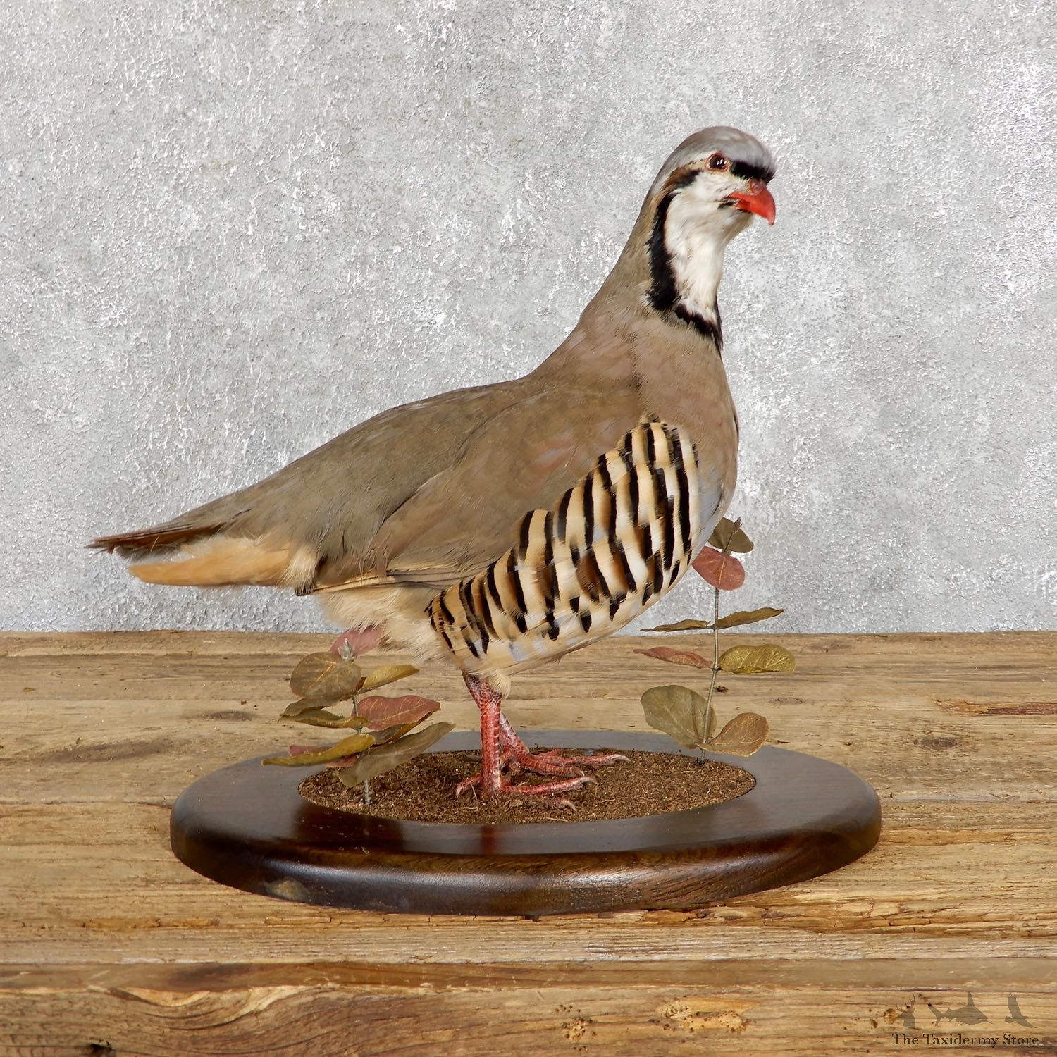 Chukar Taxidermy Mount For Sale 19476 @ The Taxidermy Store