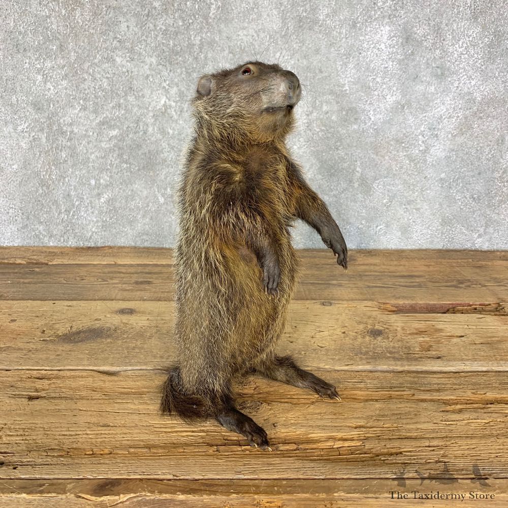 Groundhog Life-Size Mount For Sale #22325 @ The Taxidermy Store