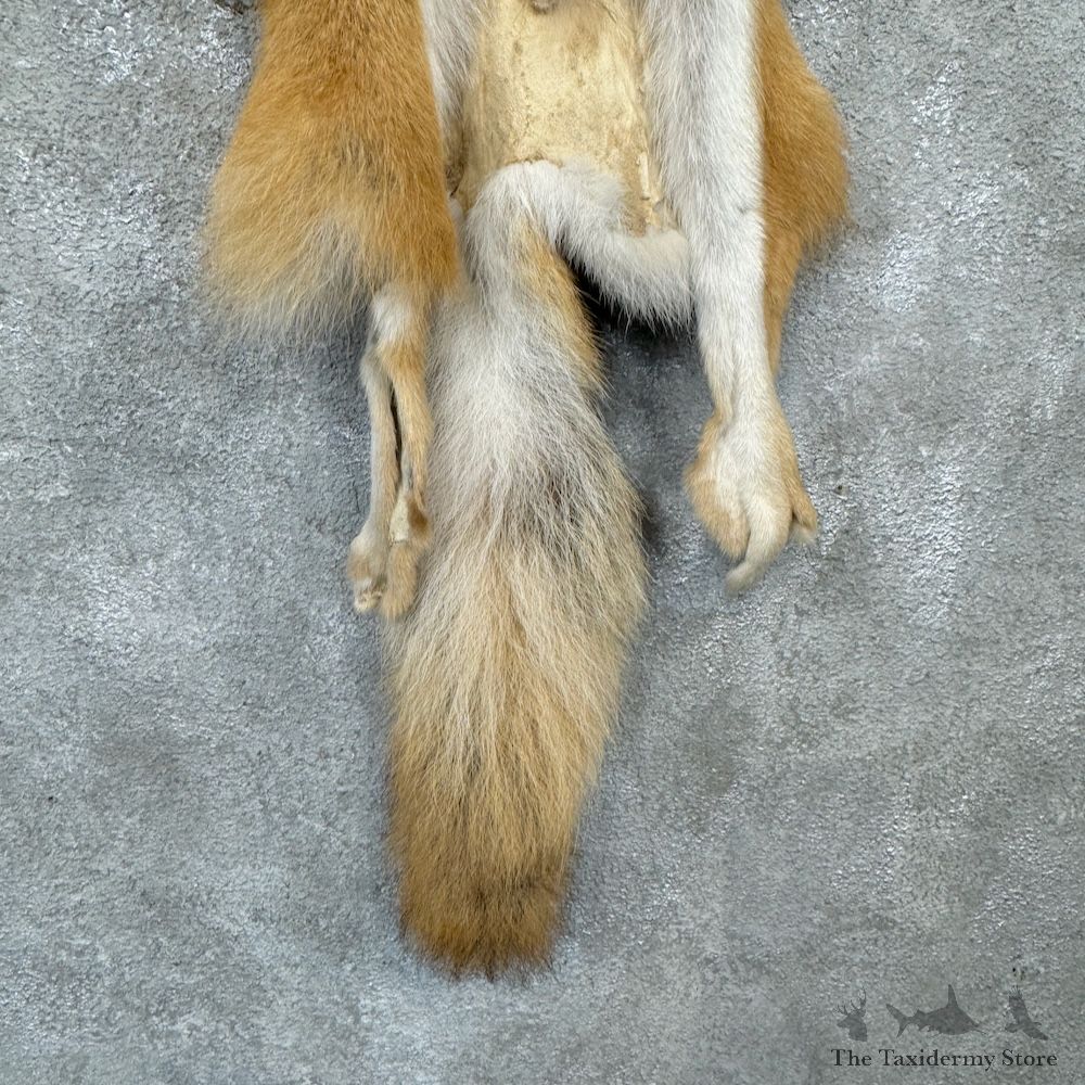 Strawberry Coyote Tanned Hide For Sale #29740 @ The Taxidermy Store