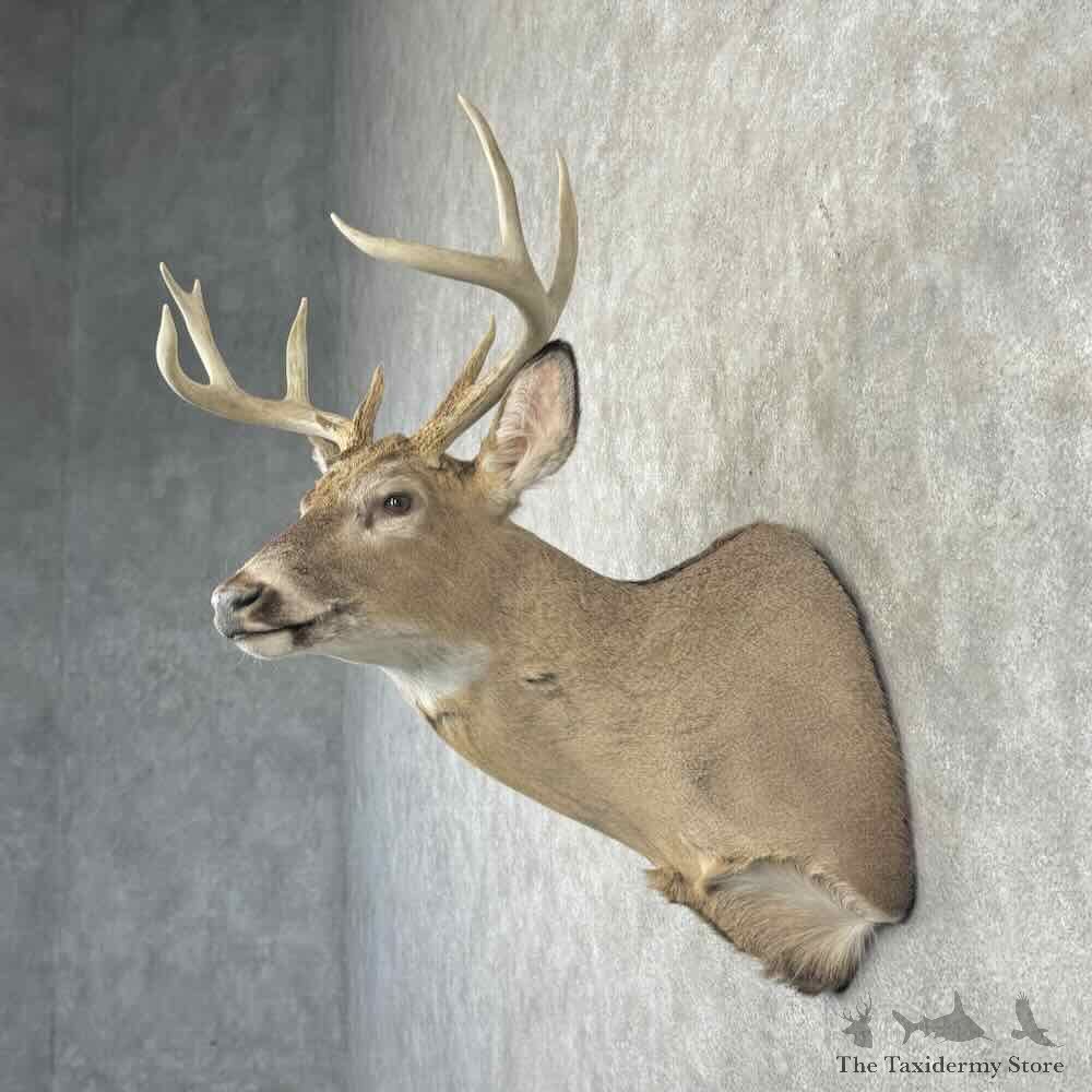 Whitetail Deer Shoulder Mount For Sale #32204 @ The Taxidermy Store