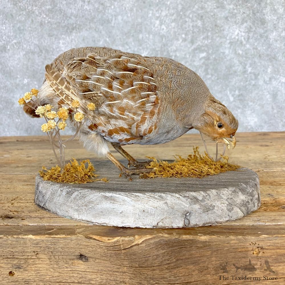 Hungarian Grey Partridge Taxidermy Mount #21771 For Sale @ The Taxidermy Store