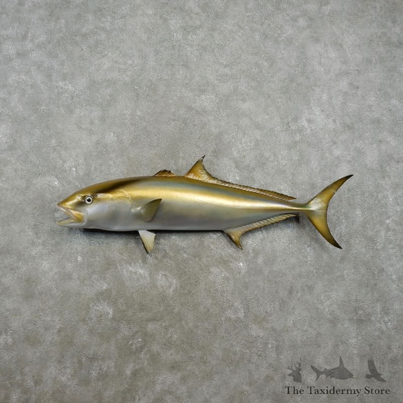 Amberjack Taxidermy Fish Mount #17338 For Sale @ The Taxidermy Store