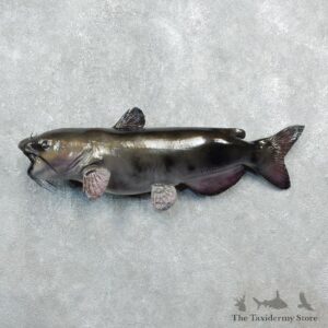 Reproduction Catfish Taxidermy Fish Mount #18274 For Sale @ The Taxidermy Store