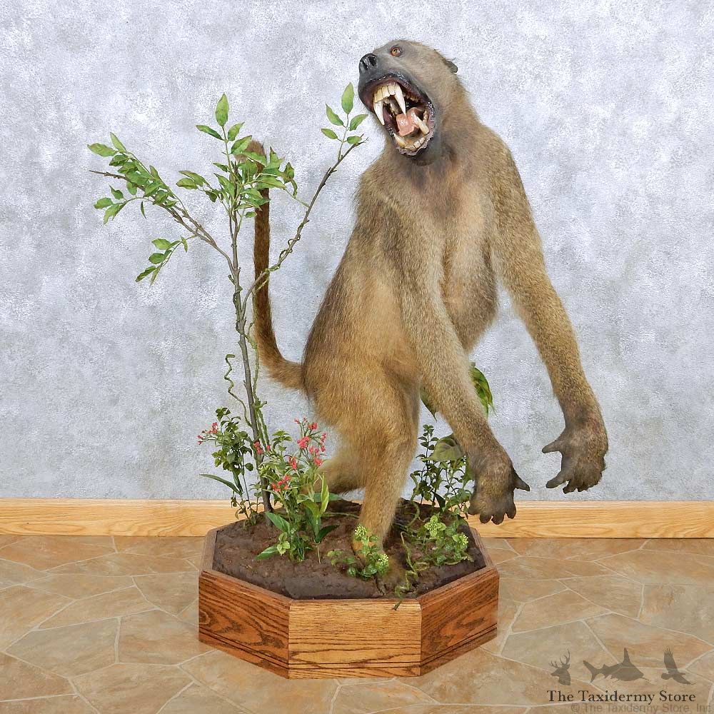 Chacma Baboon Life Size Taxidermy Mount #13935 For Sale @ The Taxidermy Store