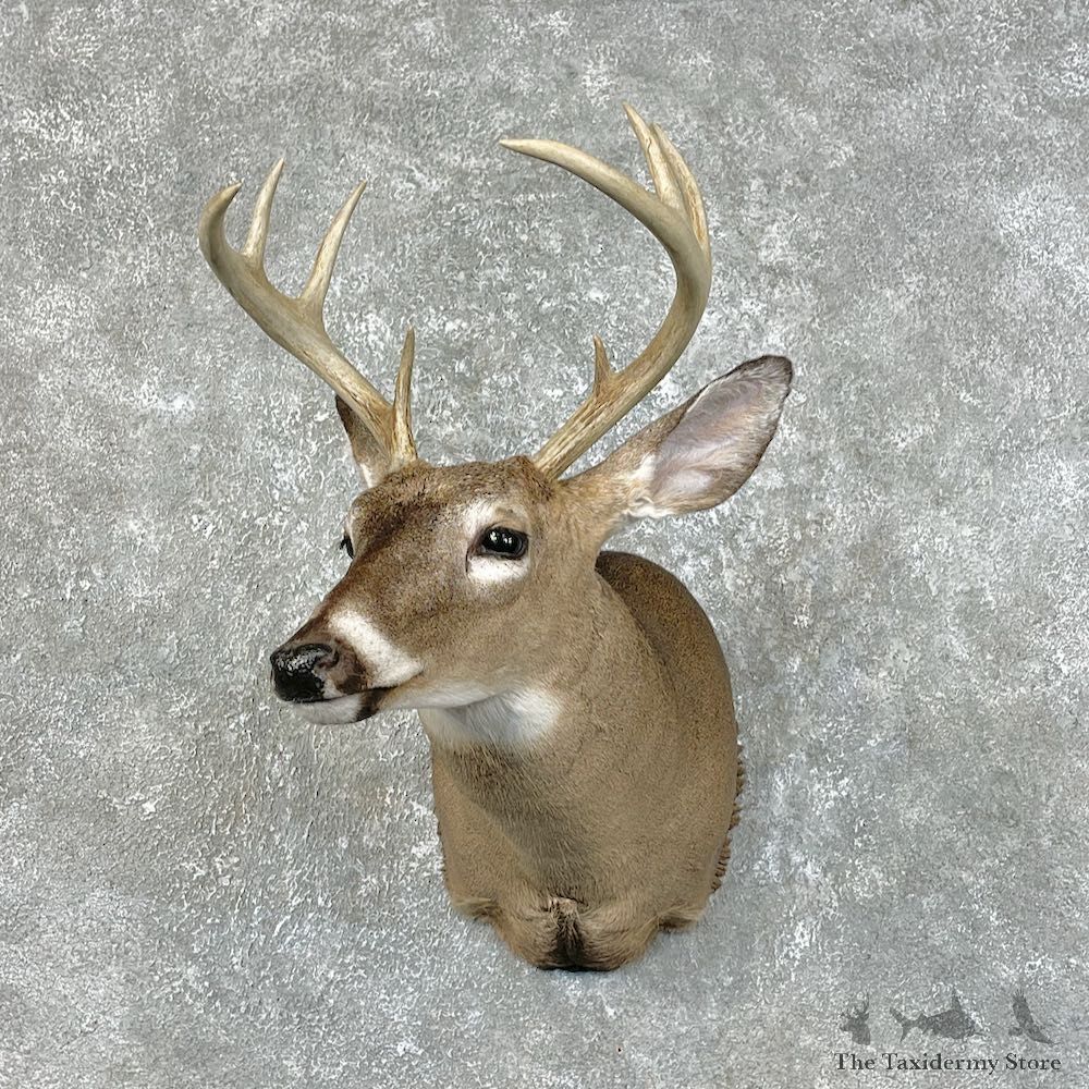 Whitetail Deer Shoulder Mount #25472 For Sale - The Taxidermy Store