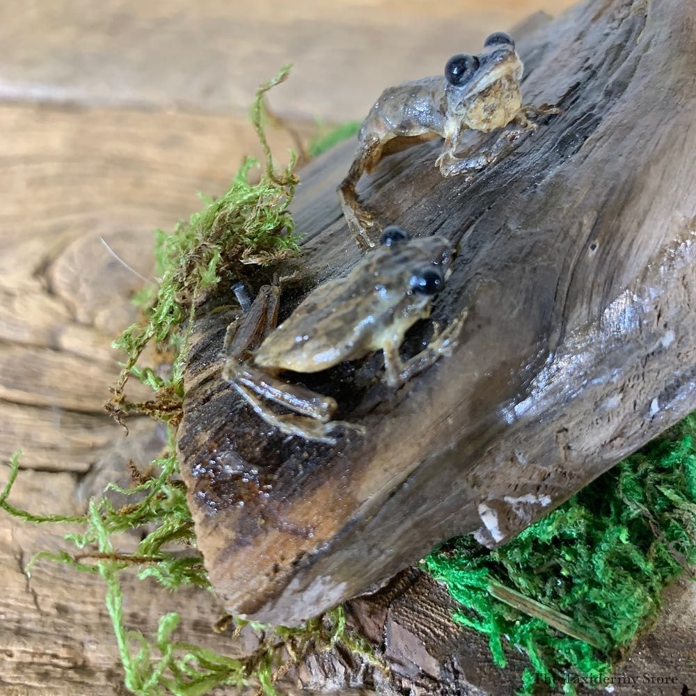 Spring Peeper Taxidermy Mount For Sale #21550 @ The Taxidermy Store