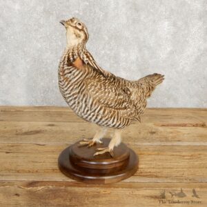 Prairie Chicken Bird Mount For Sale #20243 @ The Taxidermy Store