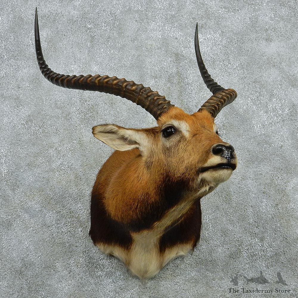 Black Lechwe Shoulder Taxidermy Mount #12973 For Sale @ The Taxidermy Store