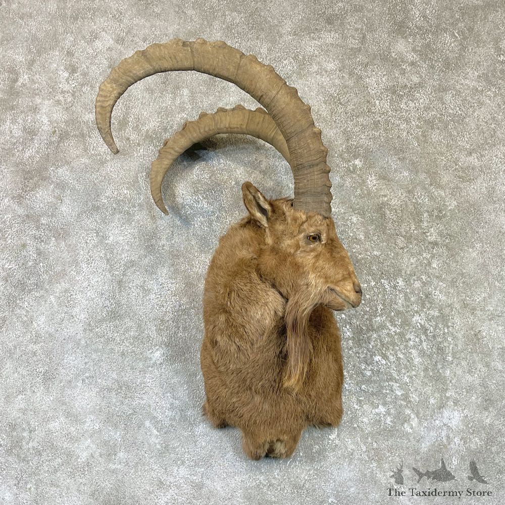 Mid Asian Ibex Shoulder Mount For Sale #26483 @ The Taxidermy Store