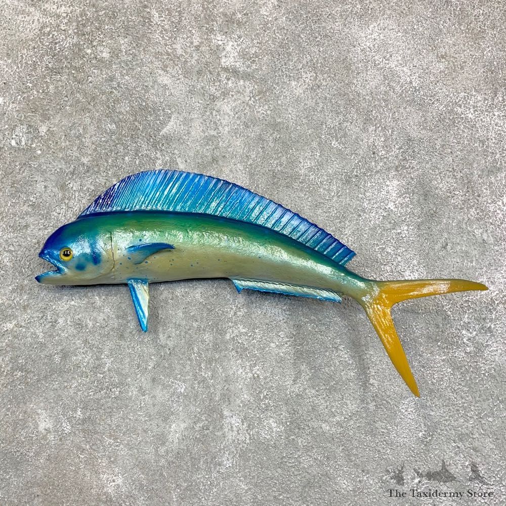 Reproduction Mahi Mahi Taxidermy Fish Mount #23161 For Sale @ The Taxidermy Store