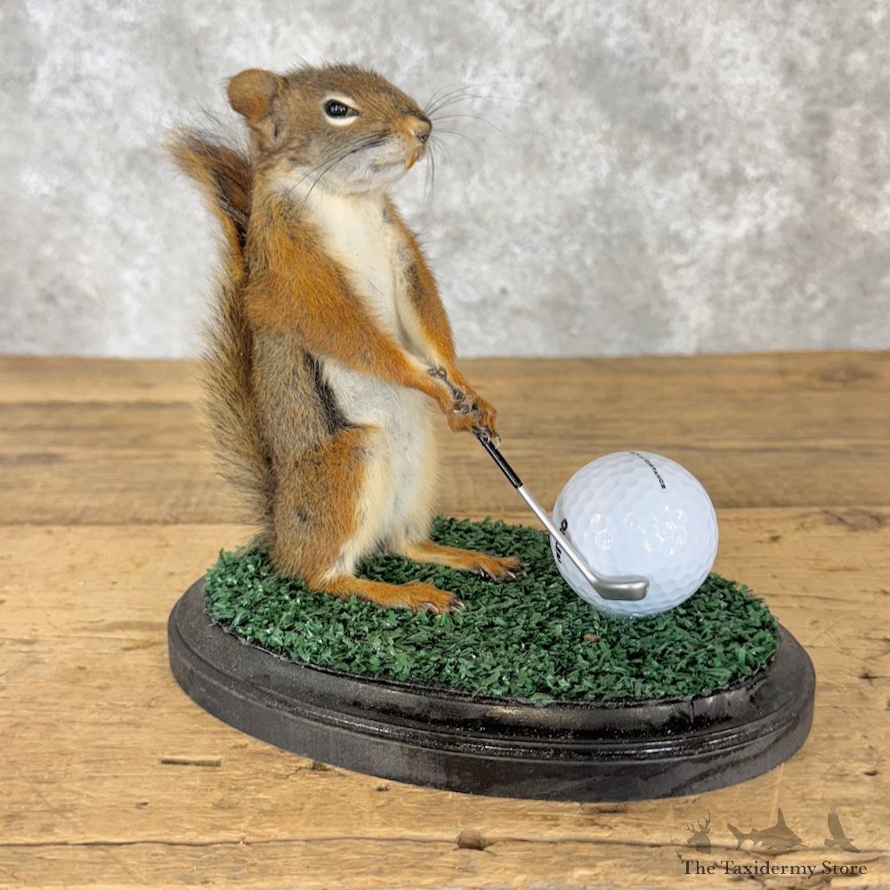 Golfing Squirrel Novelty Mount For Sale #29951 @ The Taxidermy Store