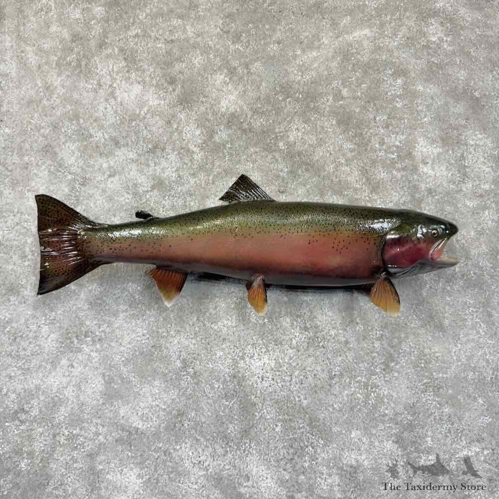 Spawning Phase Steelhead Fish Mount For Sale #30752 @ The Taxidermy Store