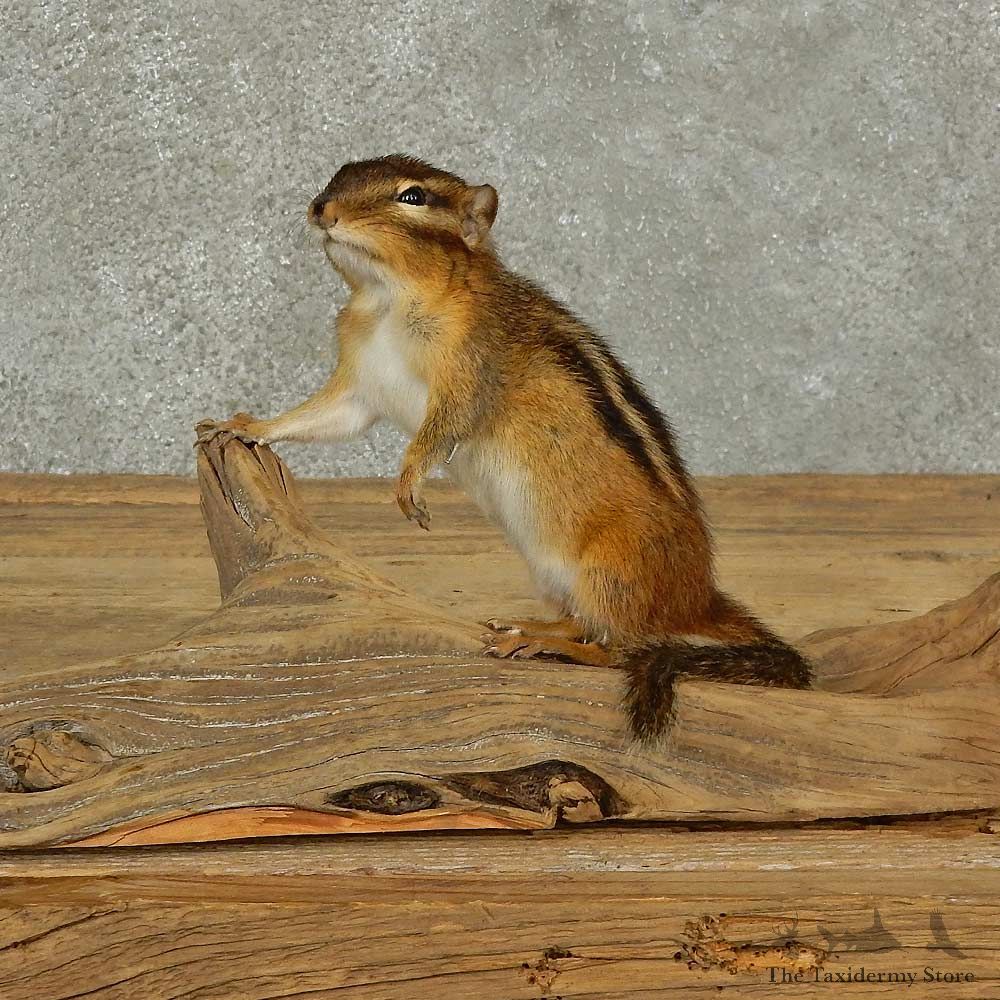 Chipmunk Life-Size Mount For Sale #16827 @ The Taxidermy Store