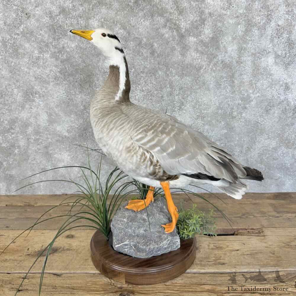 Bar Headed Goose Bird Mount For Sale #31432 @ The Taxidermy Store