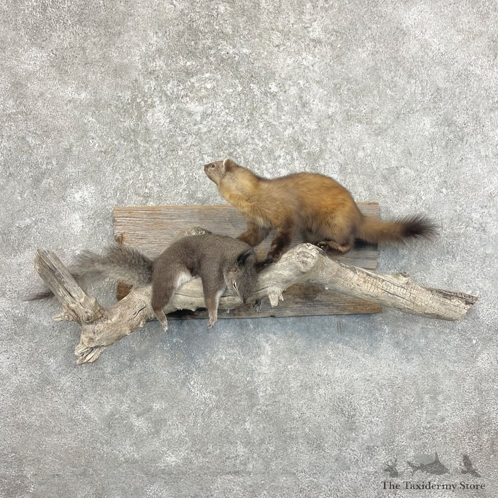 American Pine Marten Mount For Sale #27659 - The Taxidermy Store