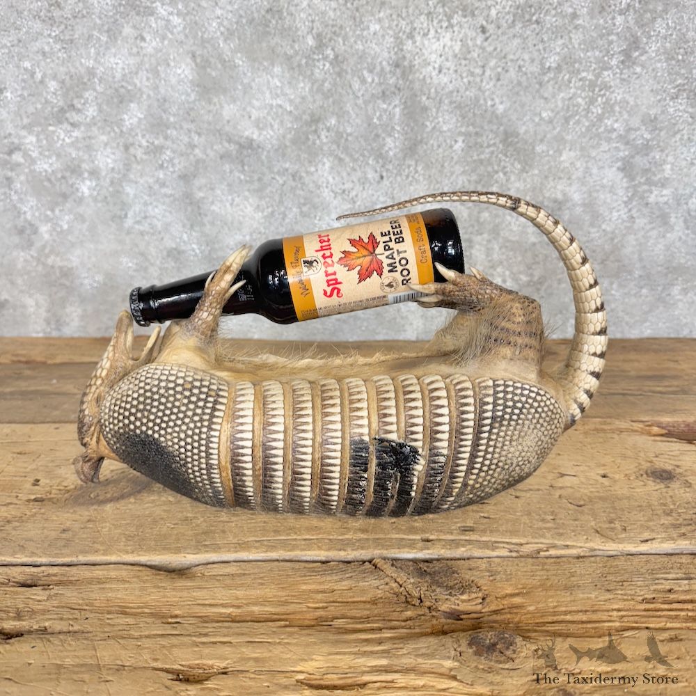 Armadillo Life-Size Mount For Sale #30199 @ The Taxidermy Store