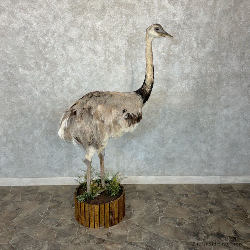 Greater Rhea Bird Mount For Sale #29650 @ The Taxidermy Store