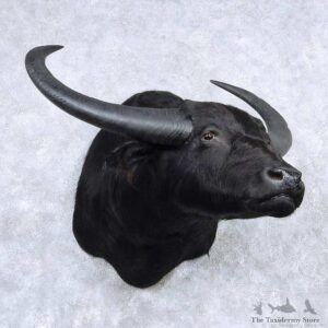 Water Buffalo Shoulder Mount For Sale #13882 For Sale @ The Taxidermy Store