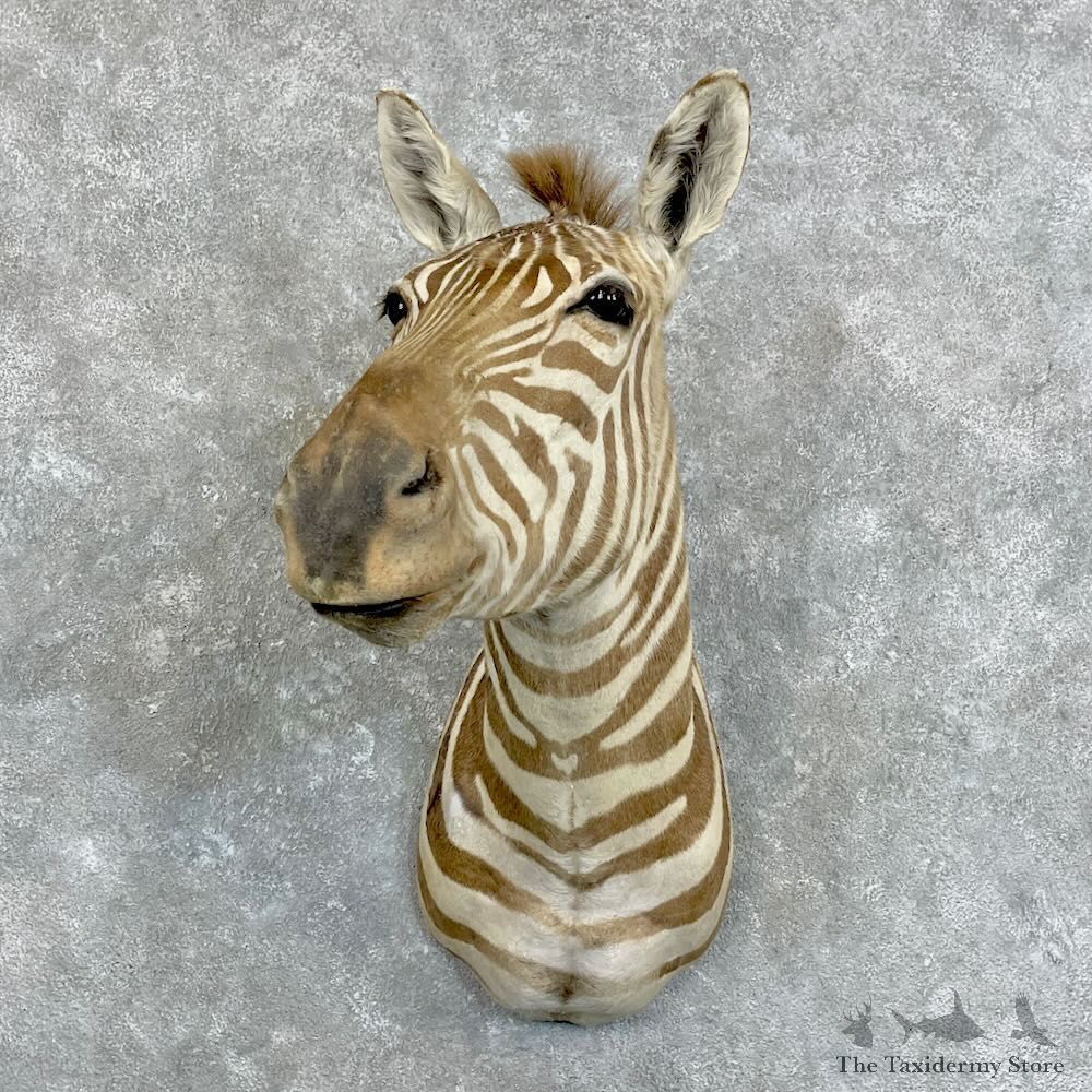 African Zebra Shoulder Mount For Sale #28013 @ The Taxidermy Store