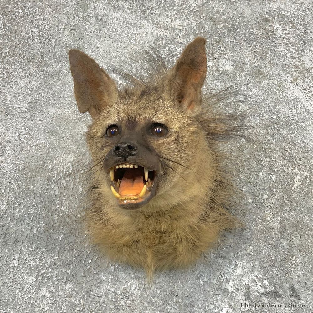 African Aardwolf Shoulder Taxidermy Mount For Sale #22546 @ The Taxidermy Store