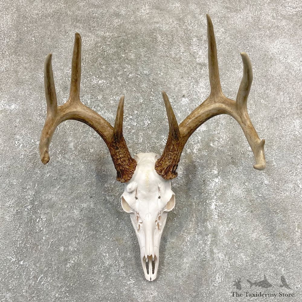 Whitetail Deer Skull European Mount For Sale #24925 @ The Taxidermy Store
