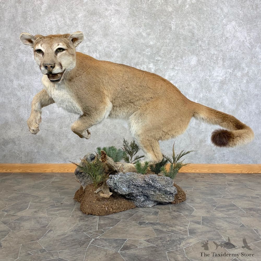 Mountain Lion Life-Size Mount For Sale #22777 @ The Taxidermy Store