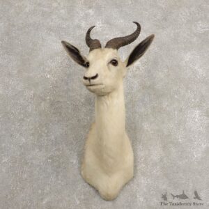 White Springbok Shoulder Mount #20475 For Sale @ The Taxidermy Store