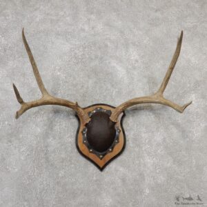 Mule Deer Taxidermy Plaque #19108 For Sale @ The Taxidermy Store