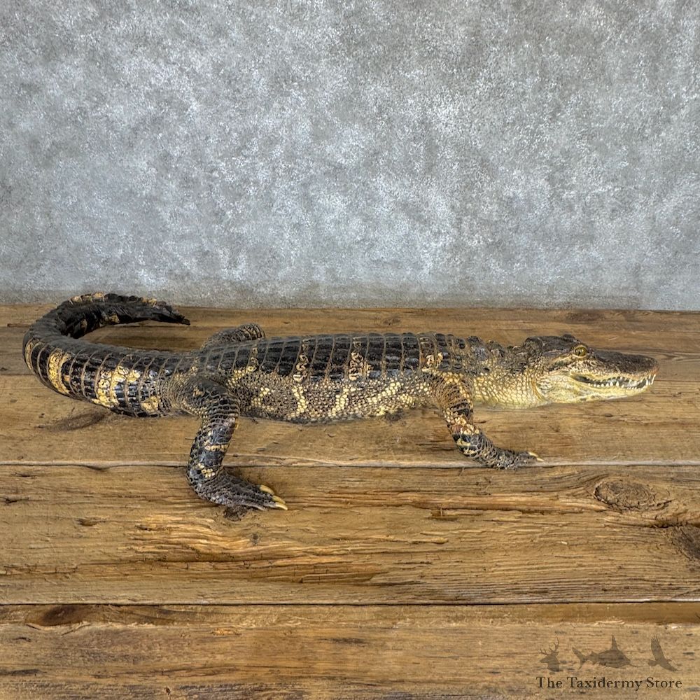 Alligator Mount For Sale #29972 @ The Taxidermy Store