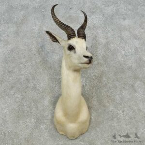White Springbok Shoulder Mount For Sale #14568 @ The Taxidermy Store