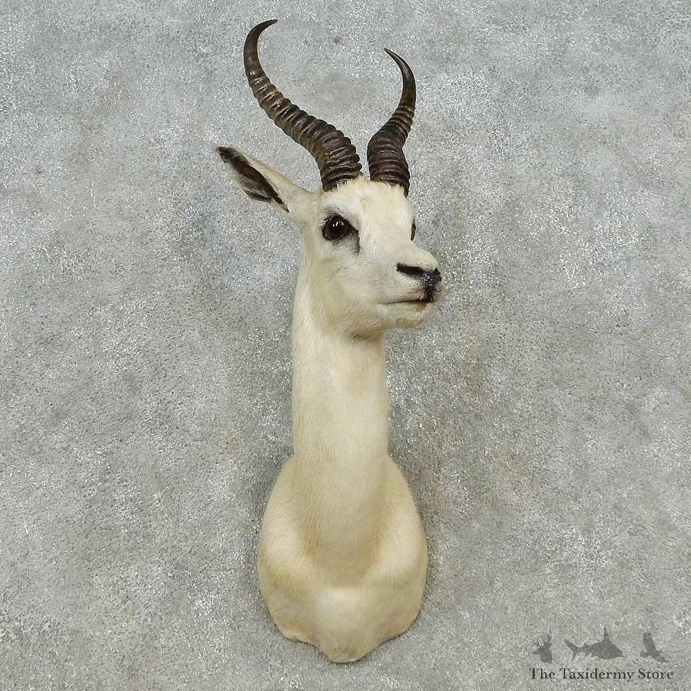 White Springbok Shoulder Mount For Sale #14568 @ The Taxidermy Store