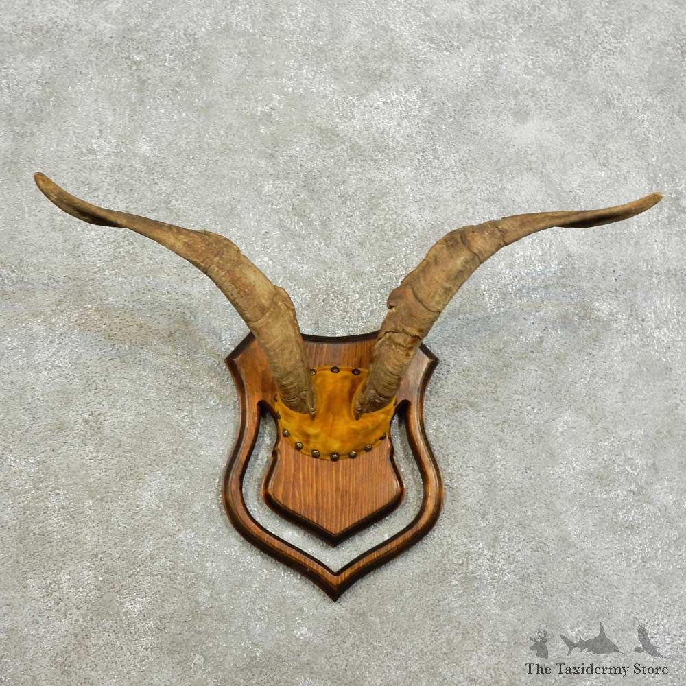 Catalina Goat Horn Mount For Sale #16011 @ The Taxidermy Store