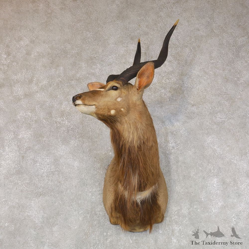 African Nyala Taxidermy Shoulder Mount #22148 For Sale @ The Taxidermy Store