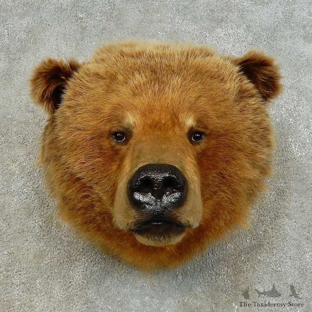 Grizzly Bear Shoulder Mount For Sale #16346 @ The Taxidermy Store