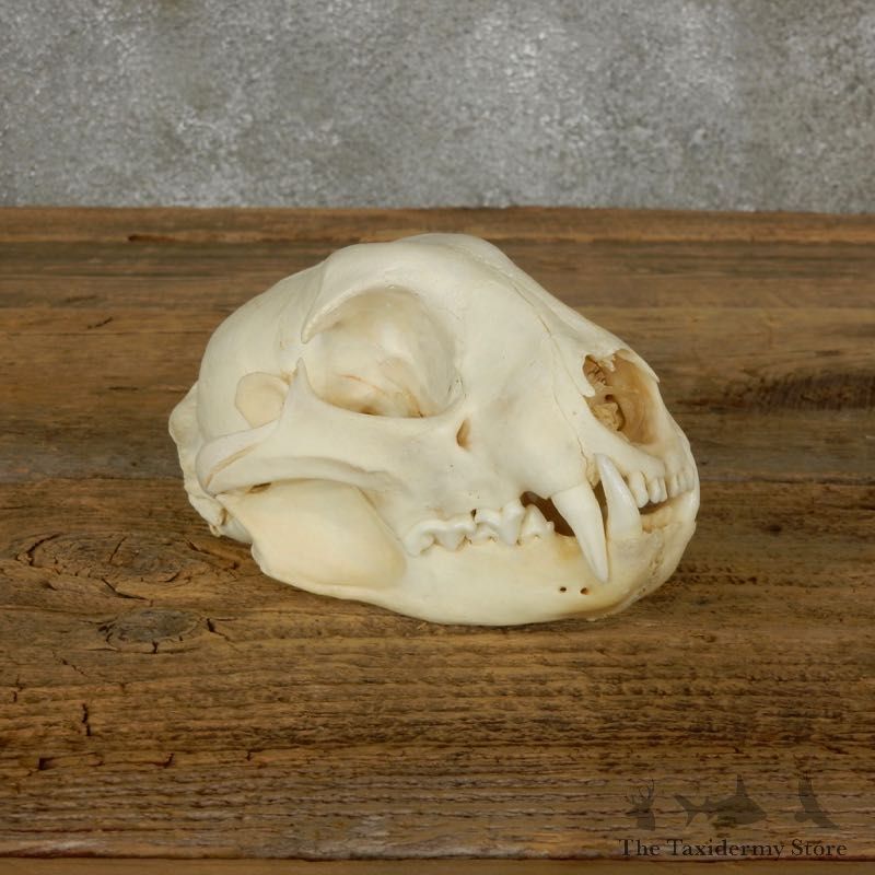Bobcat Skull Mount For Sale #17491 @ The Taxidermy Store